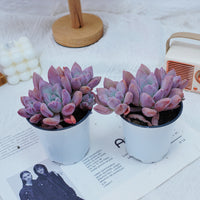 4'' Graptoveria Opalina, Rare Live Succulent Plants