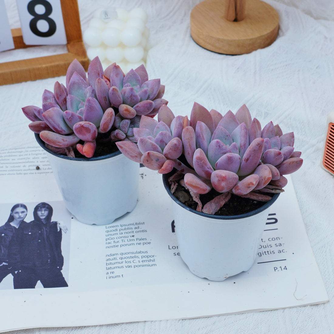 4'' Graptoveria Opalina, Rare Live Succulent Plants