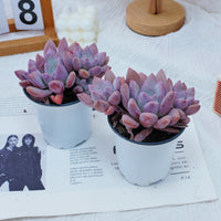 4'' Graptoveria Opalina, Rare Live Succulent Plants