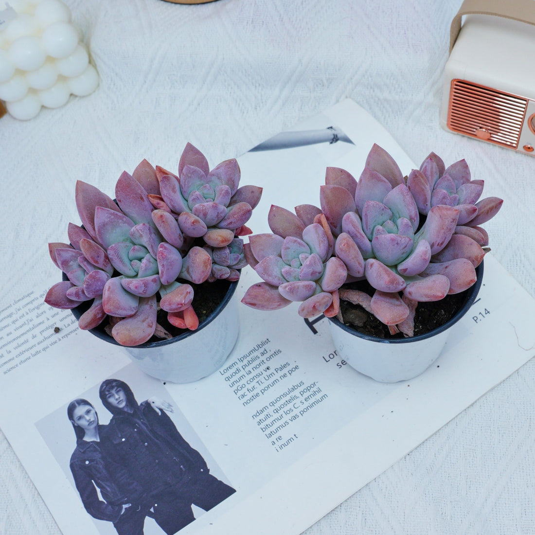 4'' Graptoveria Opalina, Rare Live Succulent Plants