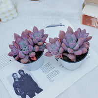 4'' Graptoveria Opalina, Rare Live Succulent Plants