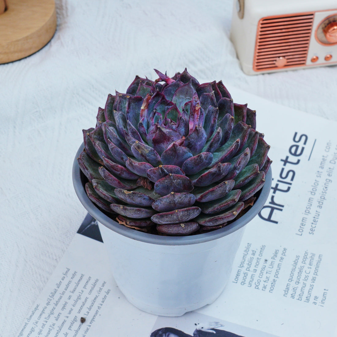 5'' Echeveria Blue Enchantress, Rare Live Succulent Plants