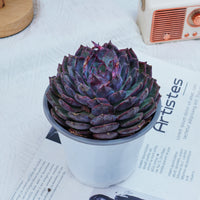 5'' Echeveria Blue Enchantress, Rare Live Succulent Plants