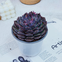 5'' Echeveria Blue Enchantress, Rare Live Succulent Plants