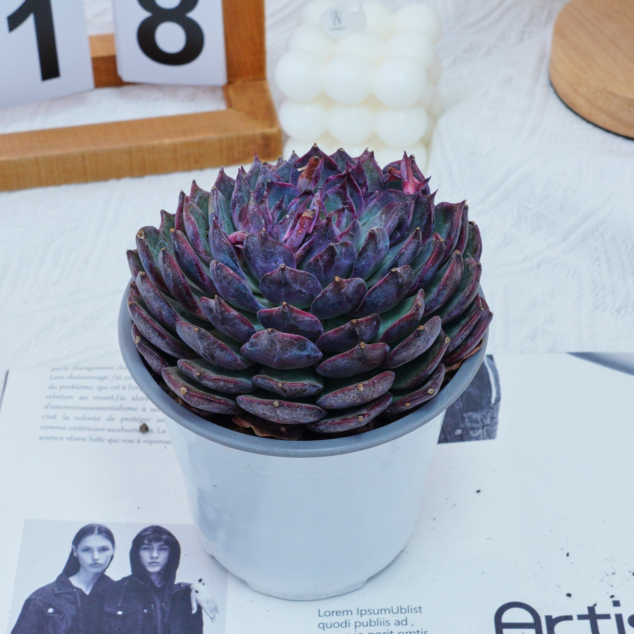 青色妖姫/Echeveria Blue Enchantress 錦　激レア 5'' Echeveria Blue Enchantress, Rare Live Succulent Plants
