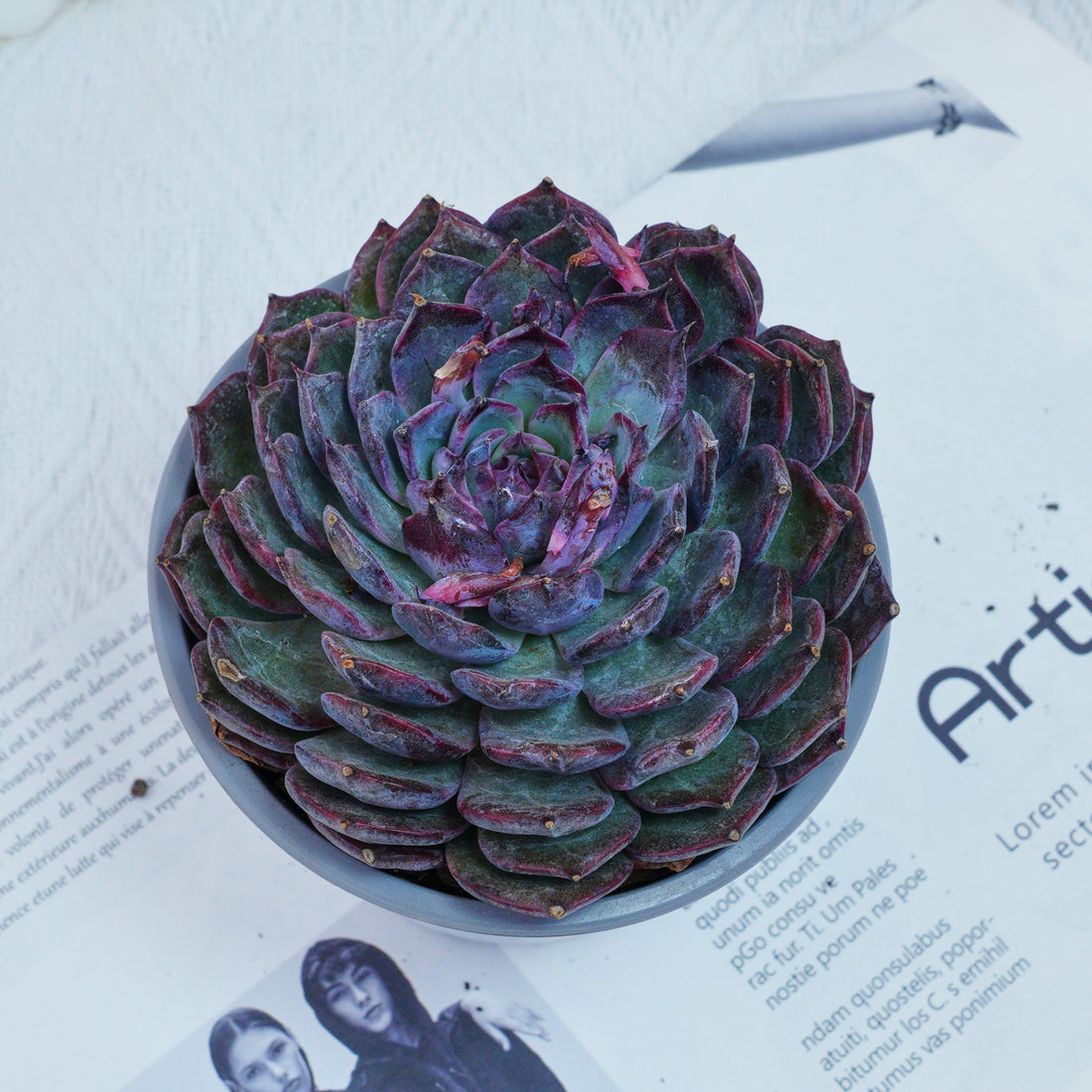 5'' Echeveria Blue Enchantress, Rare Live Succulent Plants
