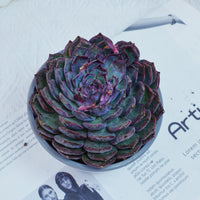 5'' Echeveria Blue Enchantress, Rare Live Succulent Plants