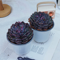 5'' Echeveria Blue Enchantress, Rare Live Succulent Plants