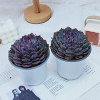 5'' Echeveria Blue Enchantress, Rare Live Succulent Plants