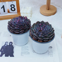 5'' Echeveria Blue Enchantress, Rare Live Succulent Plants