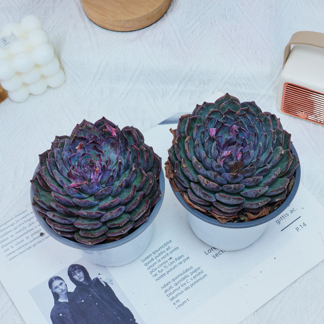 5'' Echeveria Blue Enchantress, Rare Live Succulent Plants