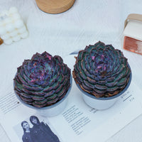 5'' Echeveria Blue Enchantress, Rare Live Succulent Plants