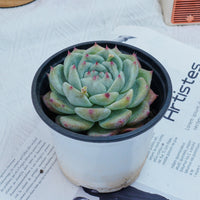 4'' Echeveria Latam, Rare Live Succulent Plants