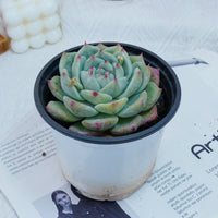 4'' Echeveria Latam, Rare Live Succulent Plants