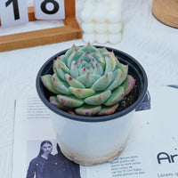 4'' Echeveria Latam, Rare Live Succulent Plants