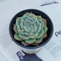 4'' Echeveria Latam, Rare Live Succulent Plants