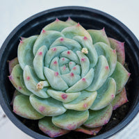 4'' Echeveria Latam, Rare Live Succulent Plants