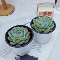 4'' Echeveria Latam, Rare Live Succulent Plants
