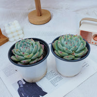 4'' Echeveria Latam, Rare Live Succulent Plants