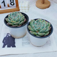 4'' Echeveria Latam, Rare Live Succulent Plants