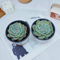 4'' Echeveria Latam, Rare Live Succulent Plants