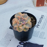 2.5'' Graptoveria Purple Delight Yellow Variegated, Rare Live Succulent Plants