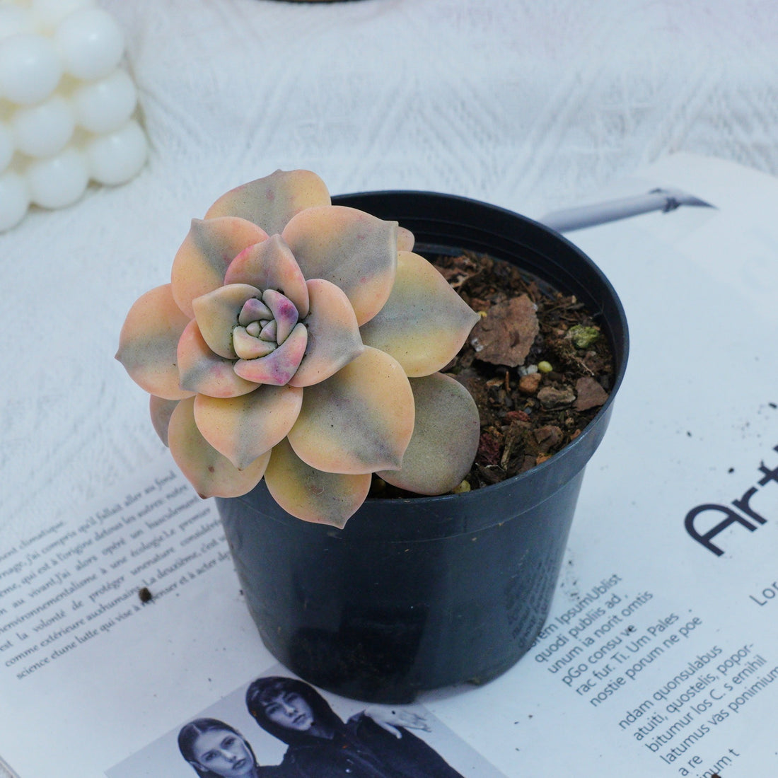 2.5'' Graptoveria Purple Delight Yellow Variegated, Rare Live Succulent Plants