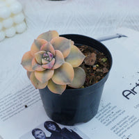 2.5'' Graptoveria Purple Delight Yellow Variegated, Rare Live Succulent Plants