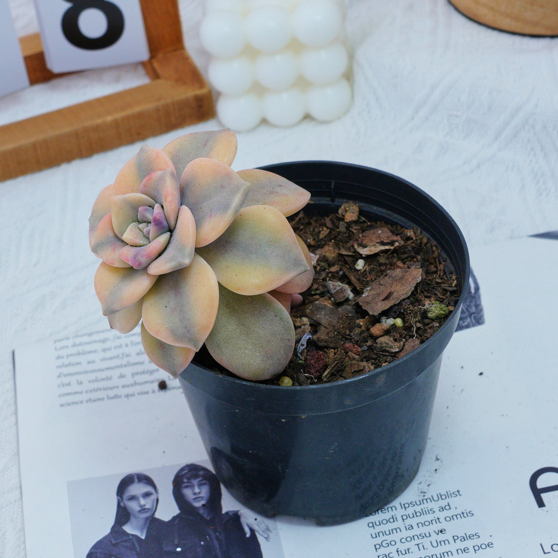 2.5'' Graptoveria Purple Delight Yellow Variegated, Rare Live Succulent Plants