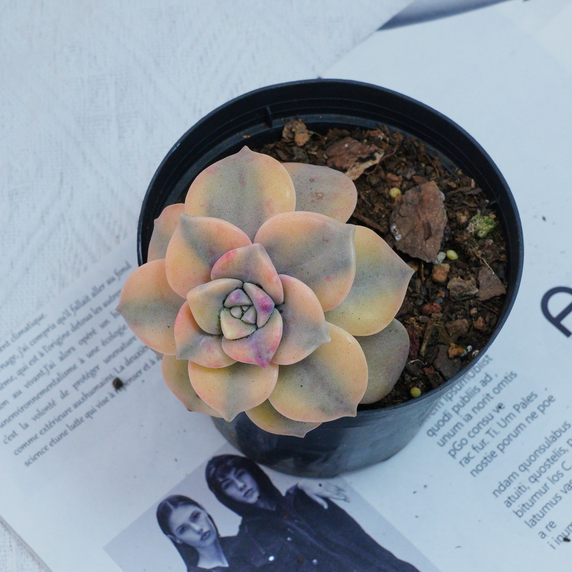 2.5'' Graptoveria Purple Delight Yellow Variegated, Rare Live