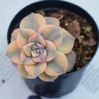 2.5'' Graptoveria Purple Delight Yellow Variegated, Rare Live Succulent Plants