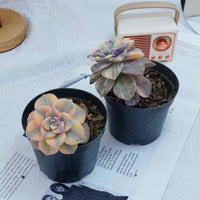 2.5'' Graptoveria Purple Delight Yellow Variegated, Rare Live Succulent Plants