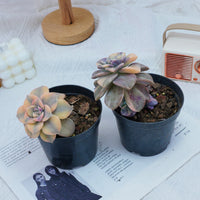 2.5'' Graptoveria Purple Delight Yellow Variegated, Rare Live Succulent Plants