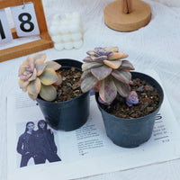 2.5'' Graptoveria Purple Delight Yellow Variegated, Rare Live Succulent Plants