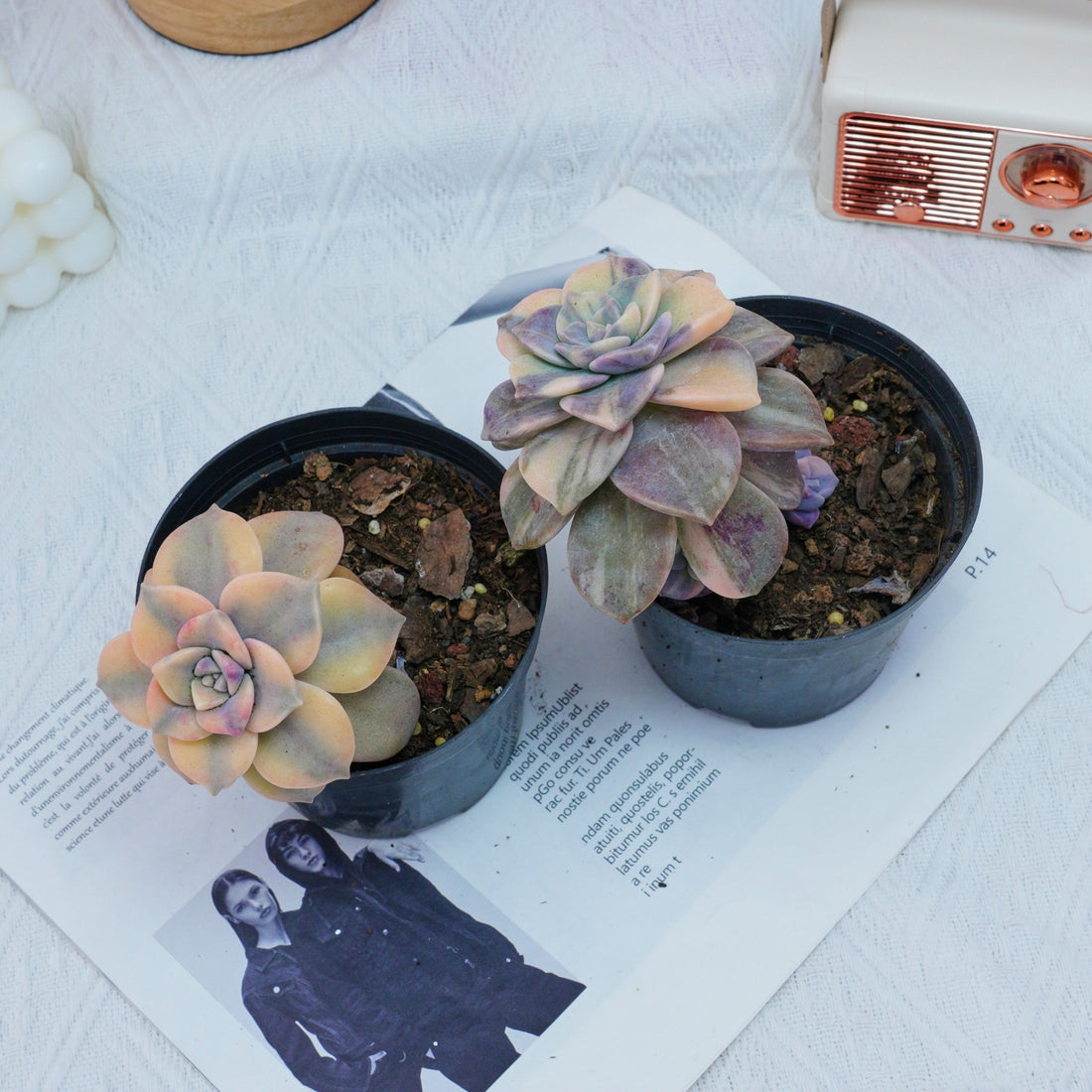 2.5'' Graptoveria Purple Delight Yellow Variegated, Rare Live Succulent Plants