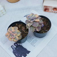 2.5'' Graptoveria Purple Delight Yellow Variegated, Rare Live Succulent Plants