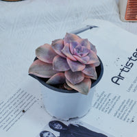 3'' Graptoveria Purple Delight White Variegated, Rare Live Succulent Plants