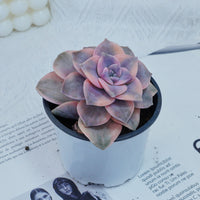 3'' Graptoveria Purple Delight White Variegated, Rare Live Succulent Plants