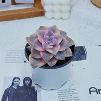 3'' Graptoveria Purple Delight White Variegated, Rare Live Succulent Plants