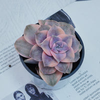 3'' Graptoveria Purple Delight White Variegated, Rare Live Succulent Plants