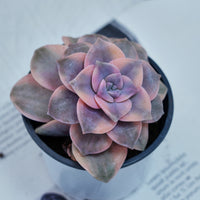 3'' Graptoveria Purple Delight White Variegated, Rare Live Succulent Plants