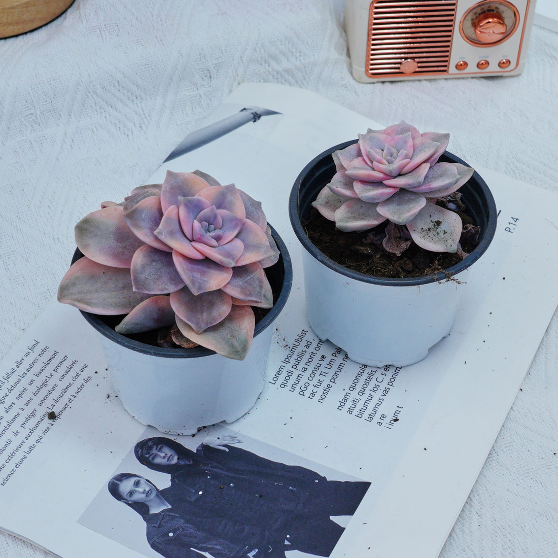 3'' Graptoveria Purple Delight White Variegated, Rare Live Succulent Plants