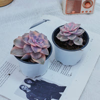 3'' Graptoveria Purple Delight White Variegated, Rare Live Succulent Plants