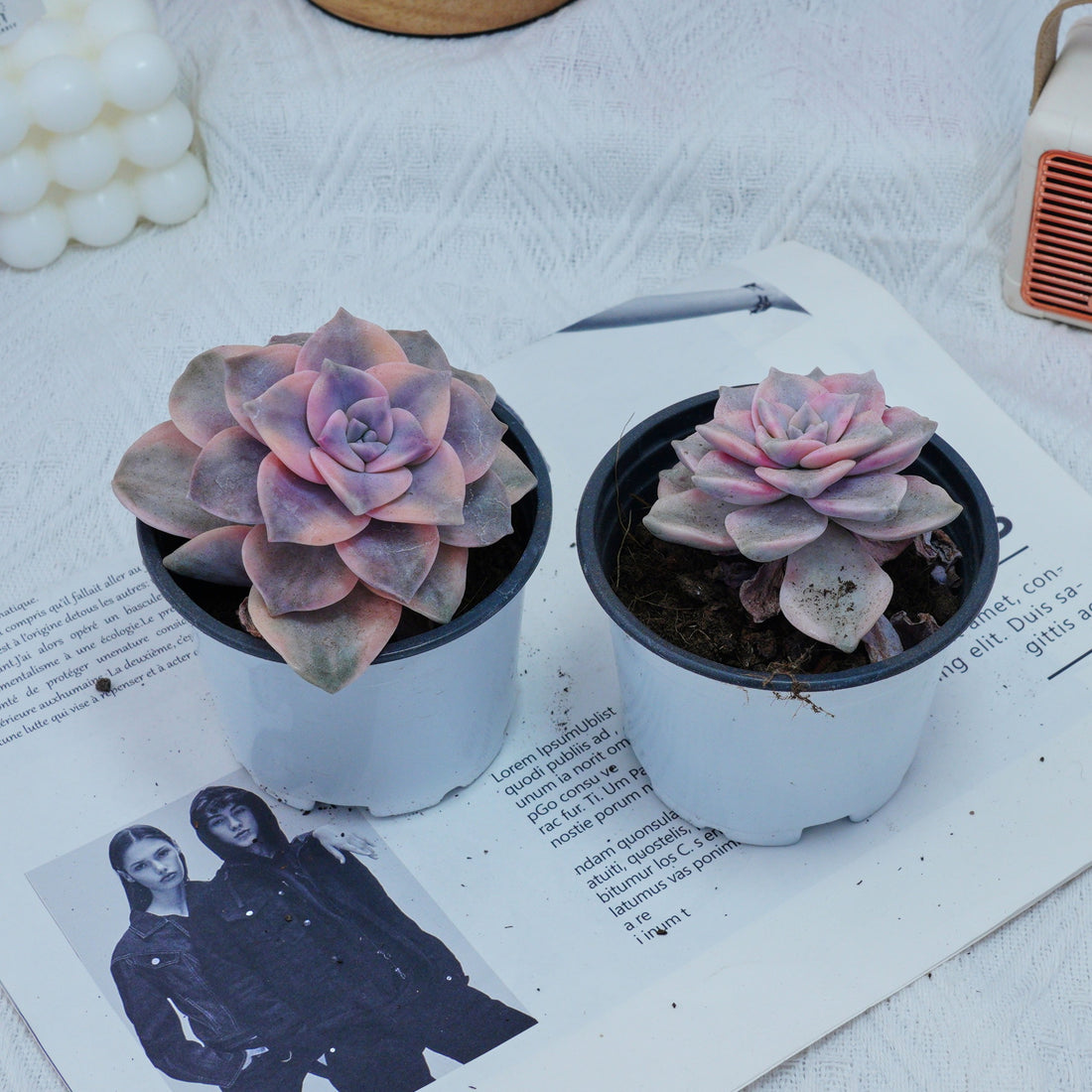 3'' Graptoveria Purple Delight White Variegated, Rare Live Succulent Plants