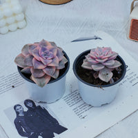 3'' Graptoveria Purple Delight White Variegated, Rare Live Succulent Plants