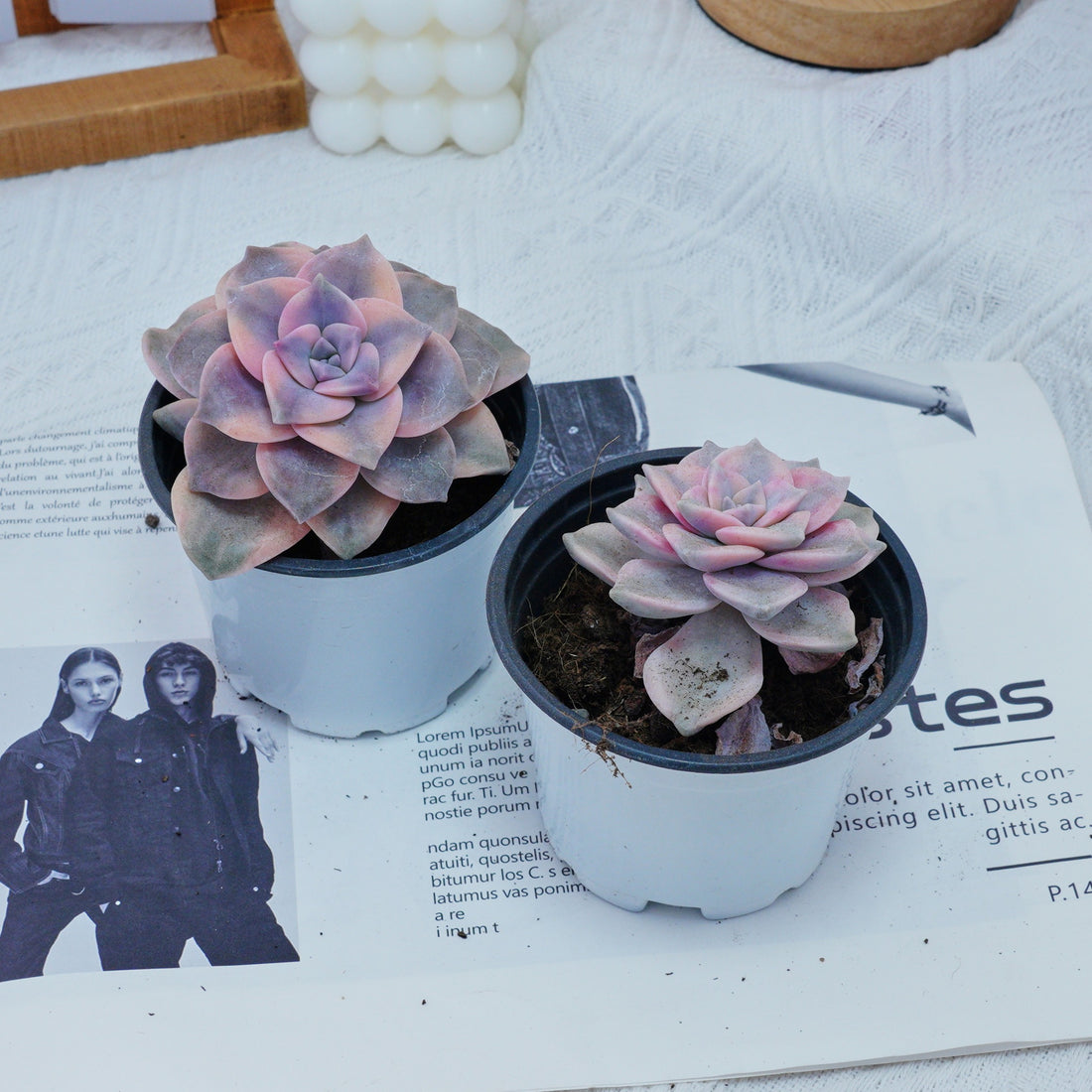 3'' Graptoveria Purple Delight White Variegated, Rare Live Succulent Plants