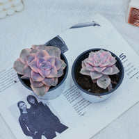 3'' Graptoveria Purple Delight White Variegated, Rare Live Succulent Plants