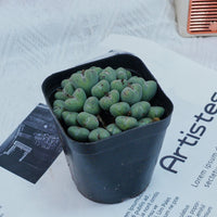 3'' Conophytum Bilobum, Rare Live Succulent Plants