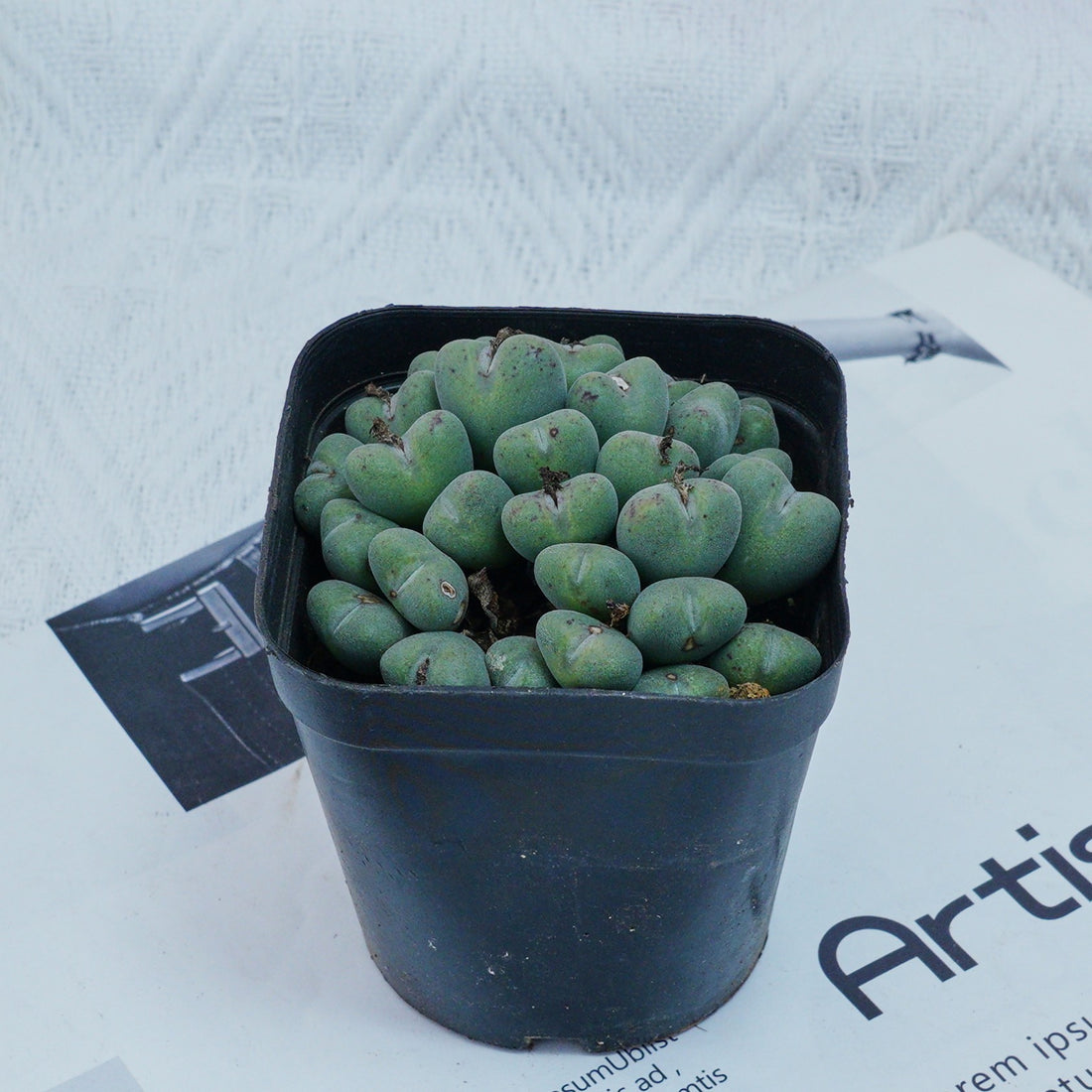 3'' Conophytum Bilobum, Rare Live Succulent Plants