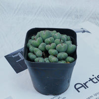 3'' Conophytum Bilobum, Rare Live Succulent Plants